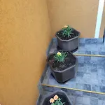 فيلة هيلز سراييفو